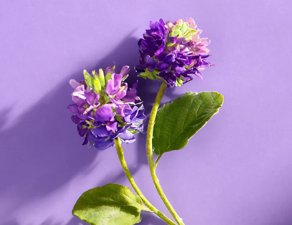 retinolo vs bakuchiol